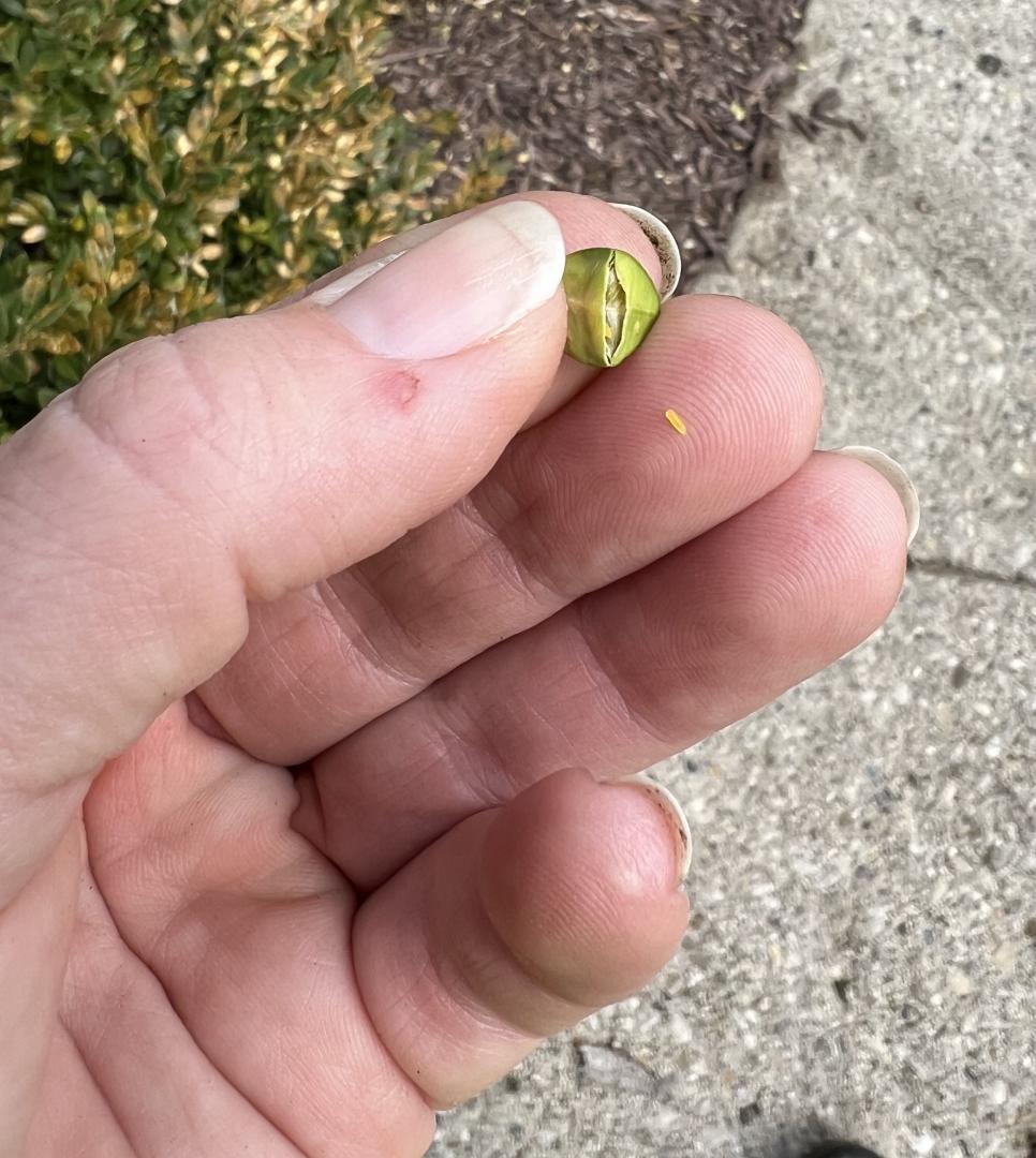 Boxwood leafminers. Boxwood leafminers.